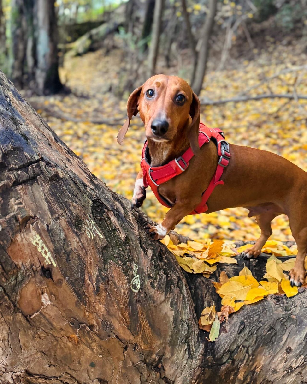 alimento arnes para perros mascotas